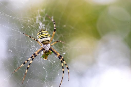 Dedetização de Aranha - Rio de Janeiro // Dedetizadora RJ