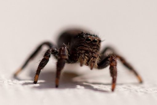 Dedetização de Aranha - Rio de Janeiro // Dedetizadora RJ