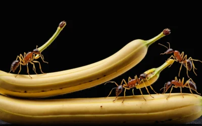 Pragas de Inverno: se proteja contra elas