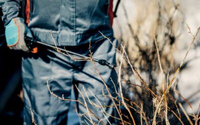 Pragas de Inverno: se proteja contra elas