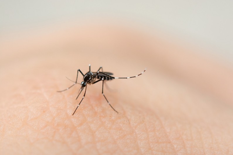 Dedetização de Mosquitos: é necessário realizar o controle no inverno