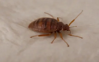 Dedetização de Percevejos de Leito: qual é a sua importância?