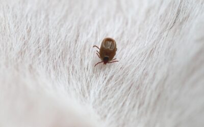 Carrapatos: cuidado com essa ameaça silenciosa