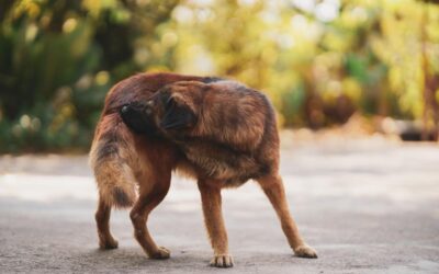 Pulgas: proteja seu pet desses pequenos insetos