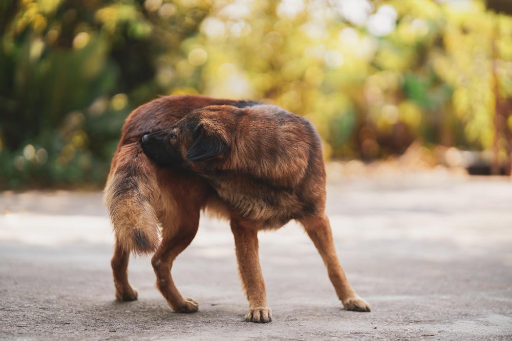 Pulgas: proteja seu pet desses pequenos insetos